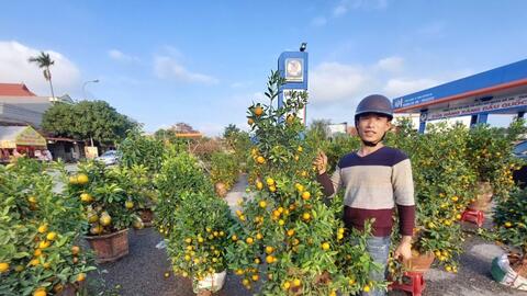 Thị trường cây cảnh bình ổn, người dân yên tâm mua sắm