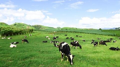 Mộc Châu Milk: Có 1.442 tỷ gửi ngân hàng, bán cổ phiếu thu 1.200 tỷ tiêu chưa hết