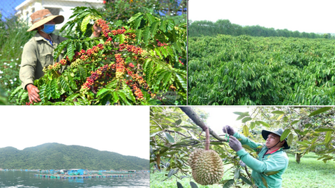 Nông nghiệp Đắk Lắk chuyển đổi mạnh sang sản xuất chất lượng cao