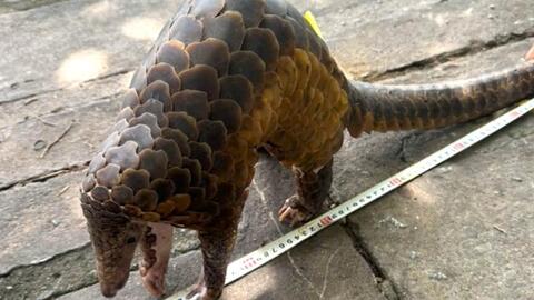 Khởi tố 5 bị can vụ mua bán tê tê