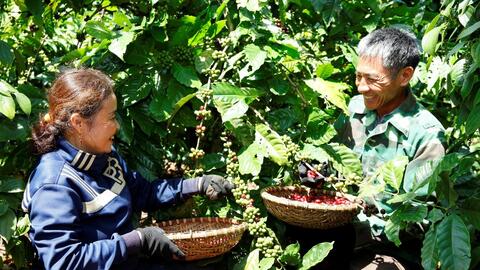 Ngành cà phê Việt Nam tìm hướng phát triển bền vững từ nông nghiệp tái sinh