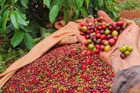 Lực cầu tốt đẩy giá cà phê bật tăng 900 đồng/kg