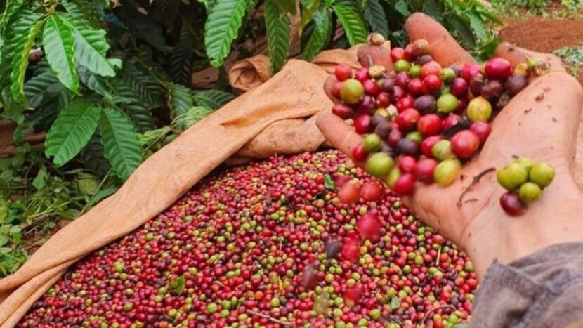 Lực cầu tốt đẩy giá cà phê bật tăng 900 đồng/kg