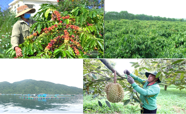 Nông nghiệp Đắk Lắk chuyển đổi mạnh sang sản xuất chất lượng cao Nông nghiệp Đắk Lắk chuyển đổi mạnh sang sản xuất chất lượng cao