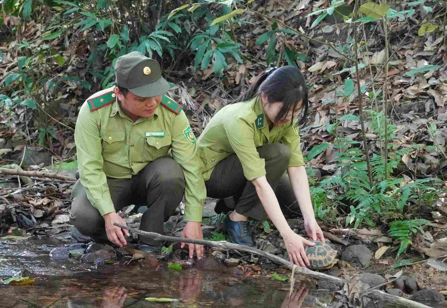 Thả cá thể rùa núi vàng về môi trường tự nhiên. Ảnh: UBND xã Sa Thầy