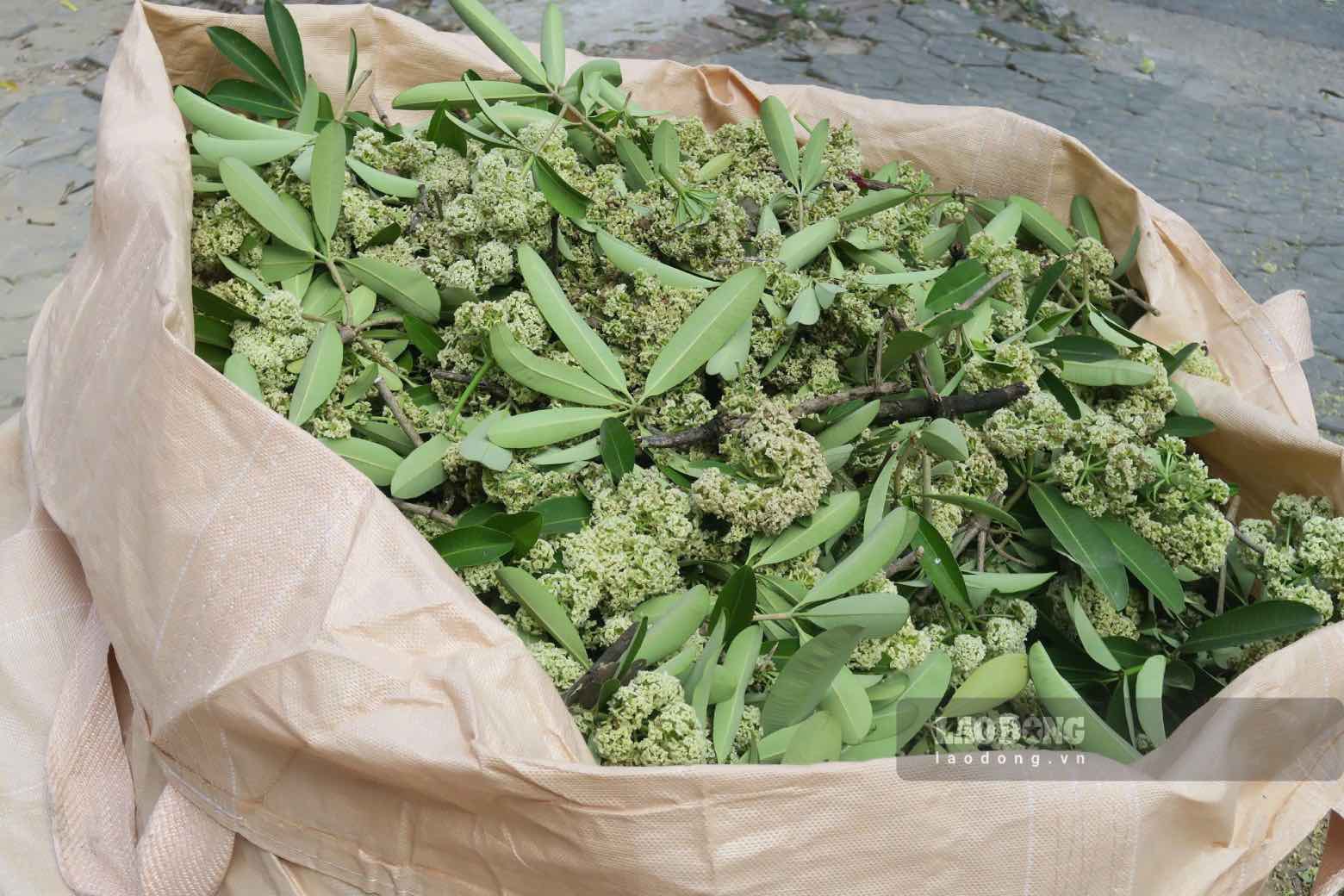 Công nhân tiến hành cắt cành dài, đảm bảo không tiếp tục phát triển, kết bông trong mùa hoa năm nay. Ảnh: Diệu Linh