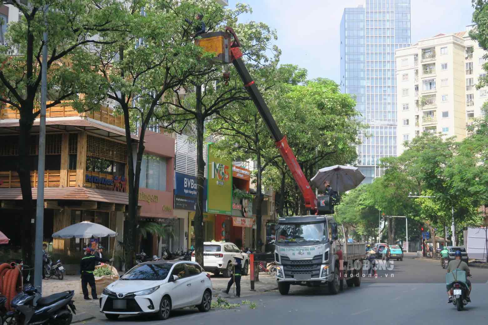 Sáng 16.10, các đơn vị chức năng bắt đầu cắt tỉa cây hoa sữa tại nhiều tuyến phố trên địa bàn Thủ đô nhằm giảm mùi hương nồng. Ghi nhận của phóng viên Báo Lao Động tại khu vực phố Trung Hòa, nhiều công nhân đang tiến hành cắt tỉa cành hoa sữa. Ảnh: Diệu Linh