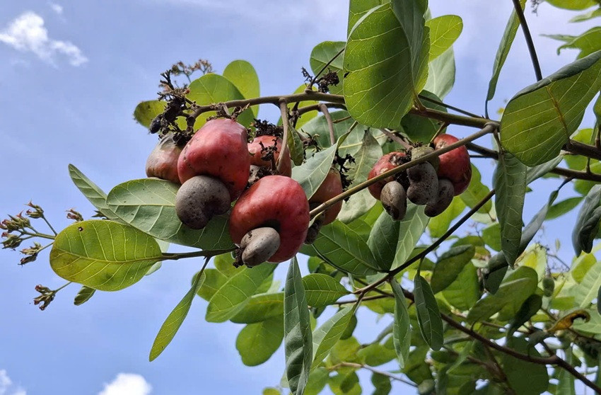 Điều Bình Phước