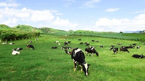 Mộc Châu Milk: Có 1.442 tỷ gửi ngân hàng, bán cổ phiếu thu 1.200 tỷ tiêu chưa hết