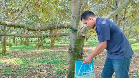 Vai trò, ứng dụng của Calcium, Nitrate, Boron trong sản xuất nông nghiệp