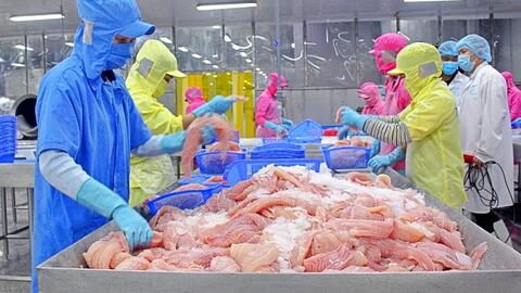 Xuất khẩu cá tra đón tin vui lớn khi Mỹ dỡ bỏ thuế với nhiều doanh nghiệp