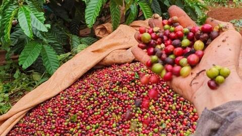 Lực cầu tốt đẩy giá cà phê bật tăng 900 đồng/kg