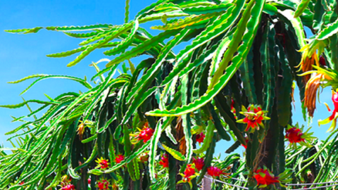 Công ty con của HAGL lãi đột biến hơn 540 tỷ, vẫn nặng khoản nợ hơn 4.300 tỷ