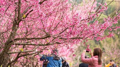 Ice Jungle Phú Quốc: Du xuân tại xứ sở ánh sáng diệu kỳ