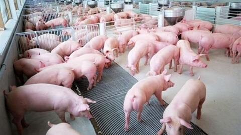 Những doanh nghiệp thực hiện chiến lược “nông nghiệp bền vững”, đón đầu dòng vốn xanh