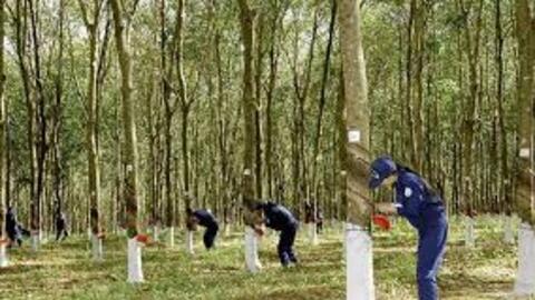 Cao su Tây Ninh khép lại quý 1 với doanh thu cao nhất 10 năm và lãi ròng cao nhất 3 năm