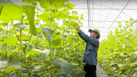 TP Hồ Chí Minh xanh hóa nông nghiệp, giảm phát khí thải