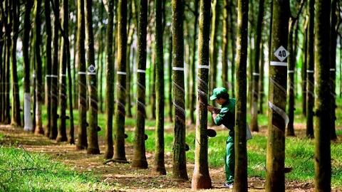 Cao su Tây Ninh báo lãi cao nhất 10 năm, cổ phiếu liên tiếp tăng trần