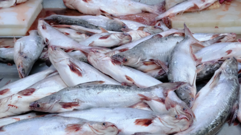 Duy nhất Vĩnh Hoàn được dỡ bỏ thuế chống bán phá giá cá tra, basa vào Mỹ