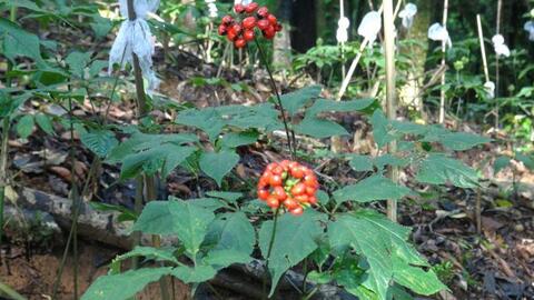 Sâm Ngọc Linh trở thành Di sản văn hóa phi vật thể quốc gia