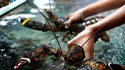 Một doanh nghiệp thủy sản chỉ còn "vỏ xác", lỗ lũy kế hơn 1,700 tỷ, kiểm toán từ chối ý kiến