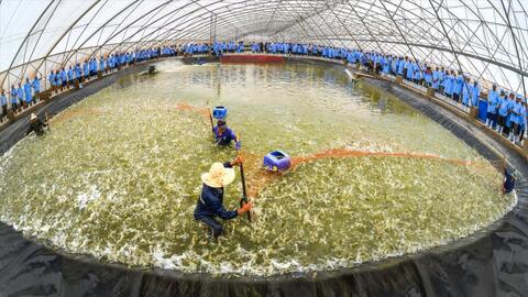 Thủy sản Việt Nam đẩy mạnh chuyển đổi xanh hướng tới phát triển bền vững