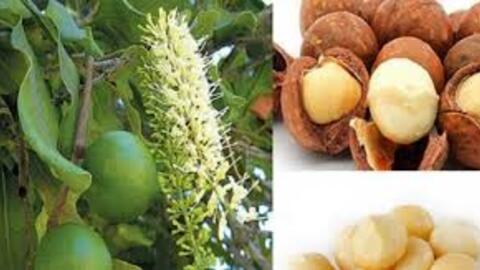 Một loại hạt giúp Việt Nam thắng đậm trên thế giới, mang về gần 9 tỷ USD