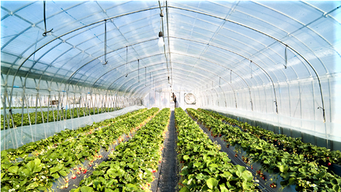 Lâm Đồng đột phá nông nghiệp công nghệ cao, hướng tới phát triển xanh bền vững