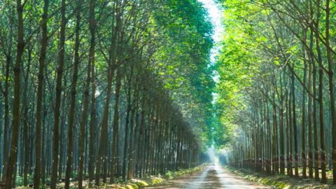 Tập đoàn Công nghiệp Cao su Việt Nam định vị 3 trụ cột tăng trưởng: Đa ngành - Công nghệ - Bền vững