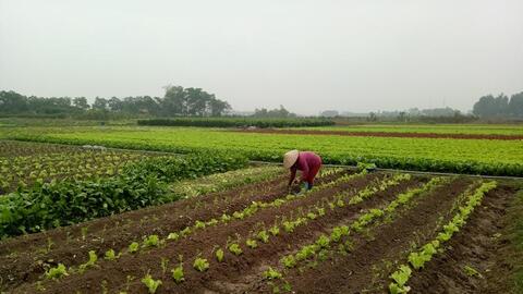 Tiêu chí vùng nguyên liệu đạt chuẩn: Nền tảng nâng sức cạnh tranh nông sản Việt