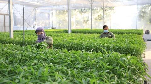 Mở rộng cơ hội sản xuất rau an toàn ở nông thôn
