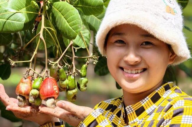 Giá điều đi ngang, hiệu quả trồng điều suy giảm