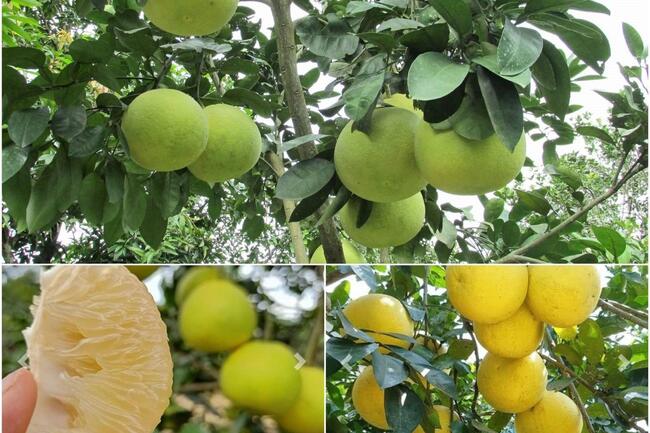 Trung Quốc mở cửa thị trường cho bưởi và chanh của Việt Nam