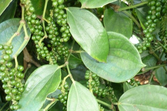 Giá hạt tiêu nội địa giảm nhẹ, xuất khẩu quý I/2026 vẫn tăng mạnh