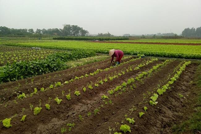Tiêu chí vùng nguyên liệu đạt chuẩn: Nền tảng nâng sức cạnh tranh nông sản Việt