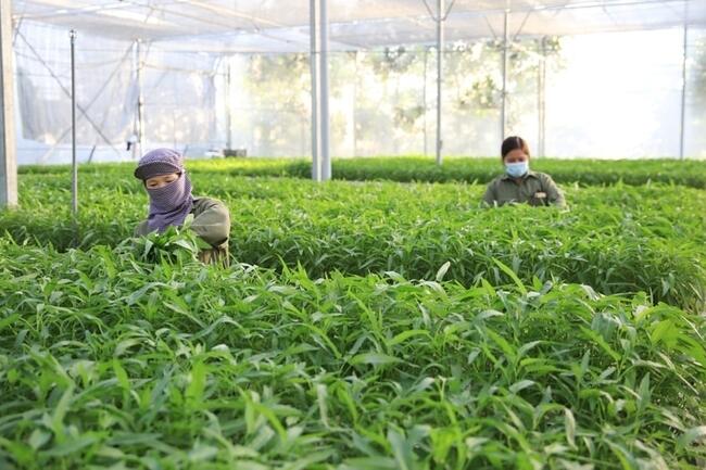 Mở rộng cơ hội sản xuất rau an toàn ở nông thôn