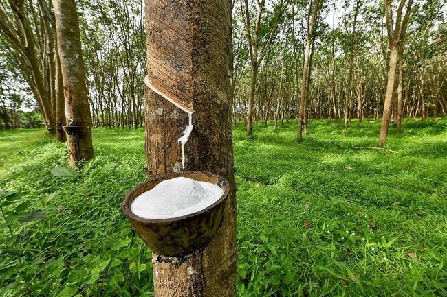 Giá cao su thế giới lập đỉnh 15 năm, xuất khẩu Việt Nam giảm tốc