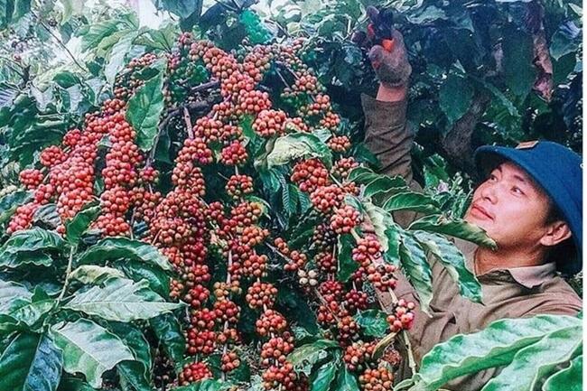Giá cà phê giảm theo đà thế giới, xuất khẩu tăng lượng giảm giá