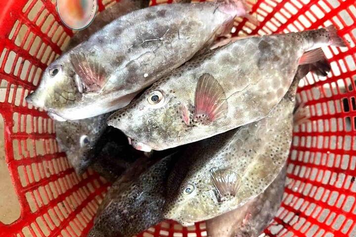 Chủ bè nổi bán cá bò hòm 2,9 triệu đồng/kg bị phạt hơn 20 triệu đồng