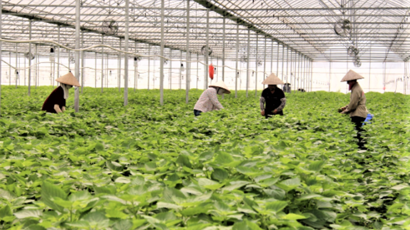 Bắc Ninh hướng tới nông nghiệp hiện đại bền vững