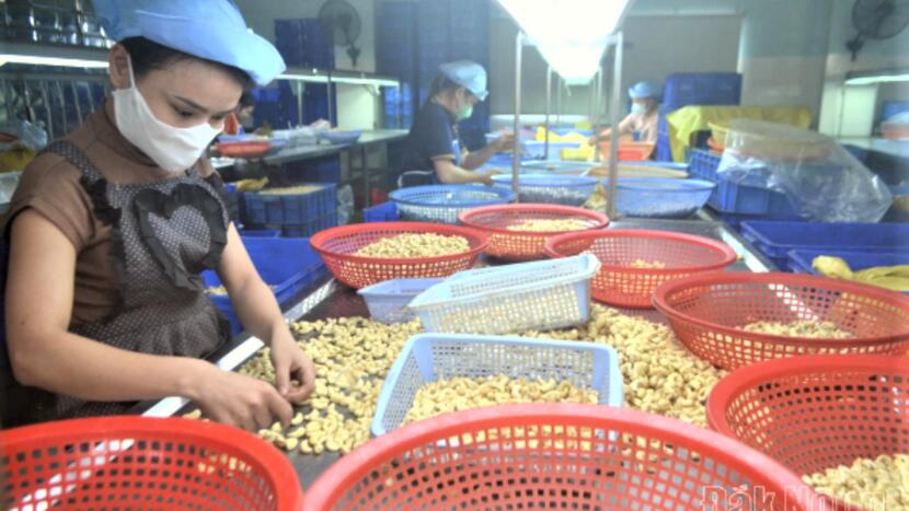 Ngành điều Việt Nam bứt phá xuất khẩu