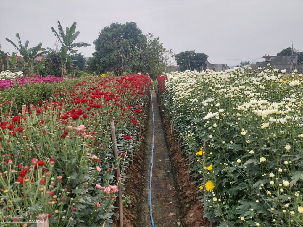 Các làng hoa Đằng Hải (Hải An) và Đặng Cương (An Dương) sẵn sàng cung cấp nguồn hoa tươi cho người dân Hải Phòng đón tết