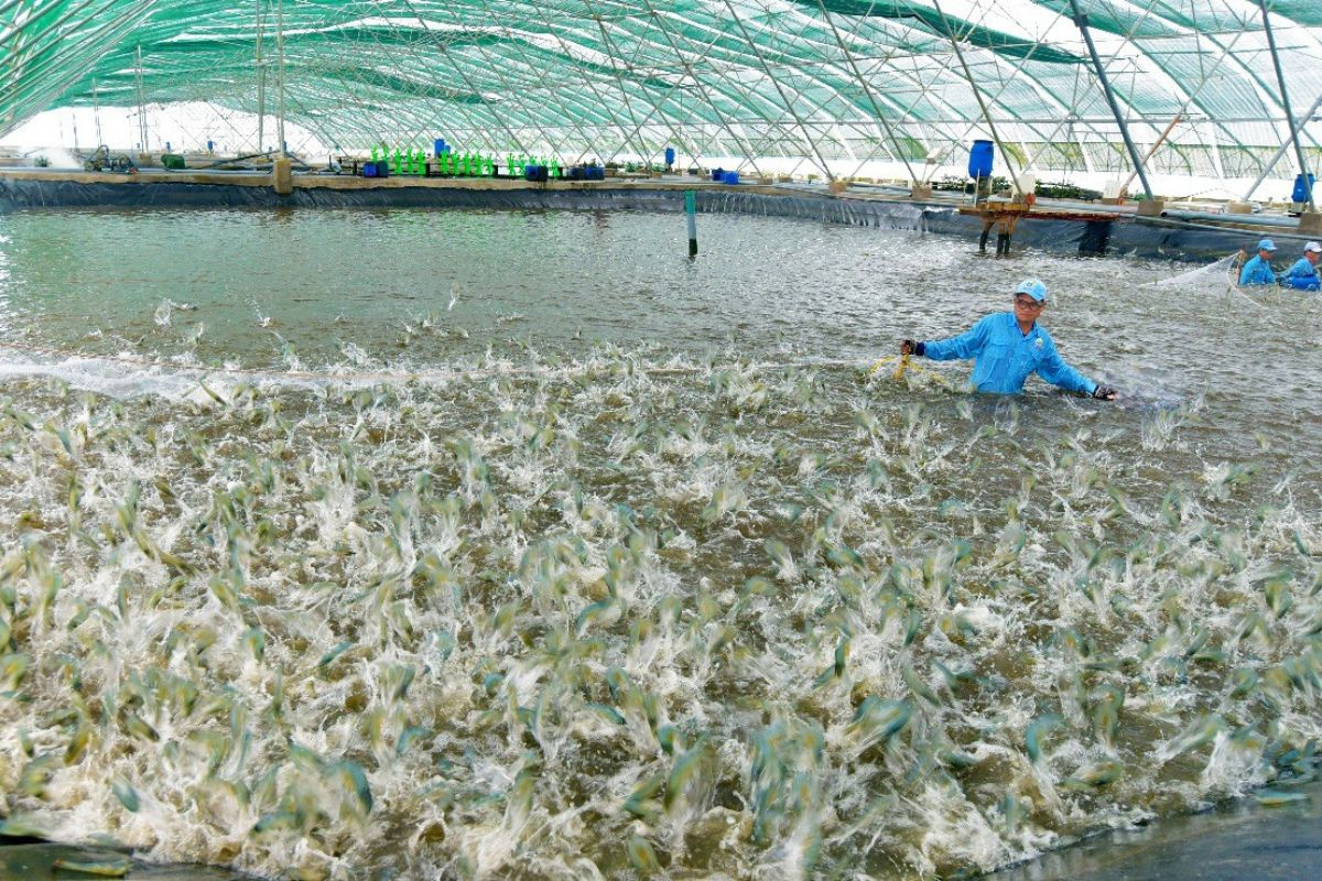 Cử tri tỉnh Bến Tre cho biết, giá một số mặt hàng nông sản như tôm, bò xuống quá thấp, trong khi giá thức ăn chăn nuôi quá cao.