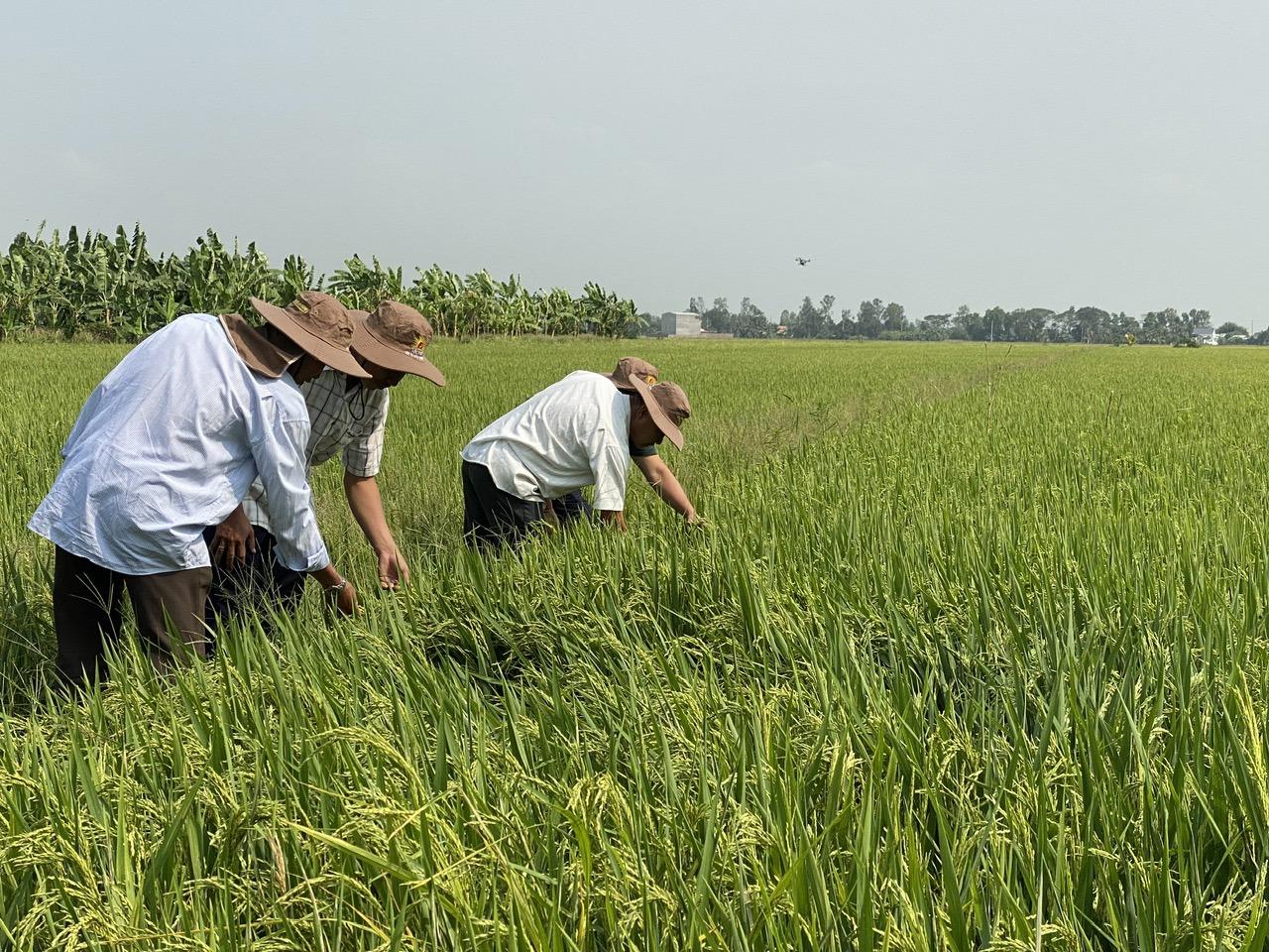 Nếu trồng 1 triệu ha lúa, người nông dân sẽ thu về khoảng 100 triệu USD mỗi năm từ bán tín chỉ carbon.