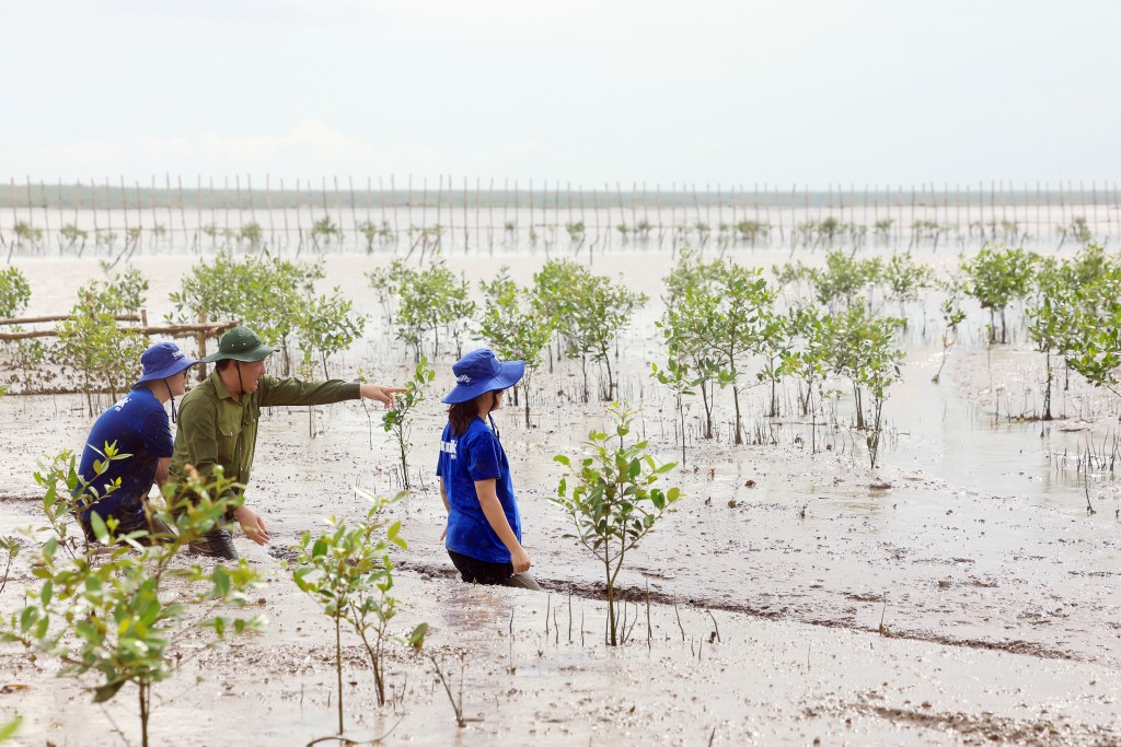 : Hàng chục nghìn cây mắm con đang dần phủ xanh một diện tích rộng lớn bên trong hàng rào.