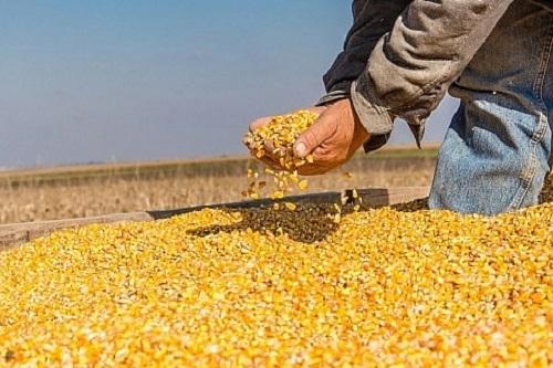 Việt Nam là một trong những thị trường nhập khẩu ngô hàng đầu của Argentina. Ảnh minh họa: Internet.