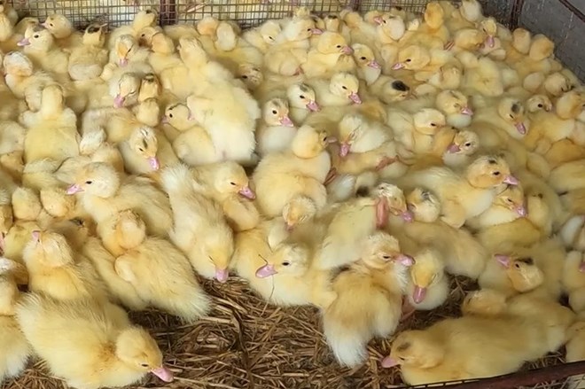 Bắt giữ vụ vận chuyển 1.800 con gia cầm giống không rõ nguồn gốc tại Quảng Ninh