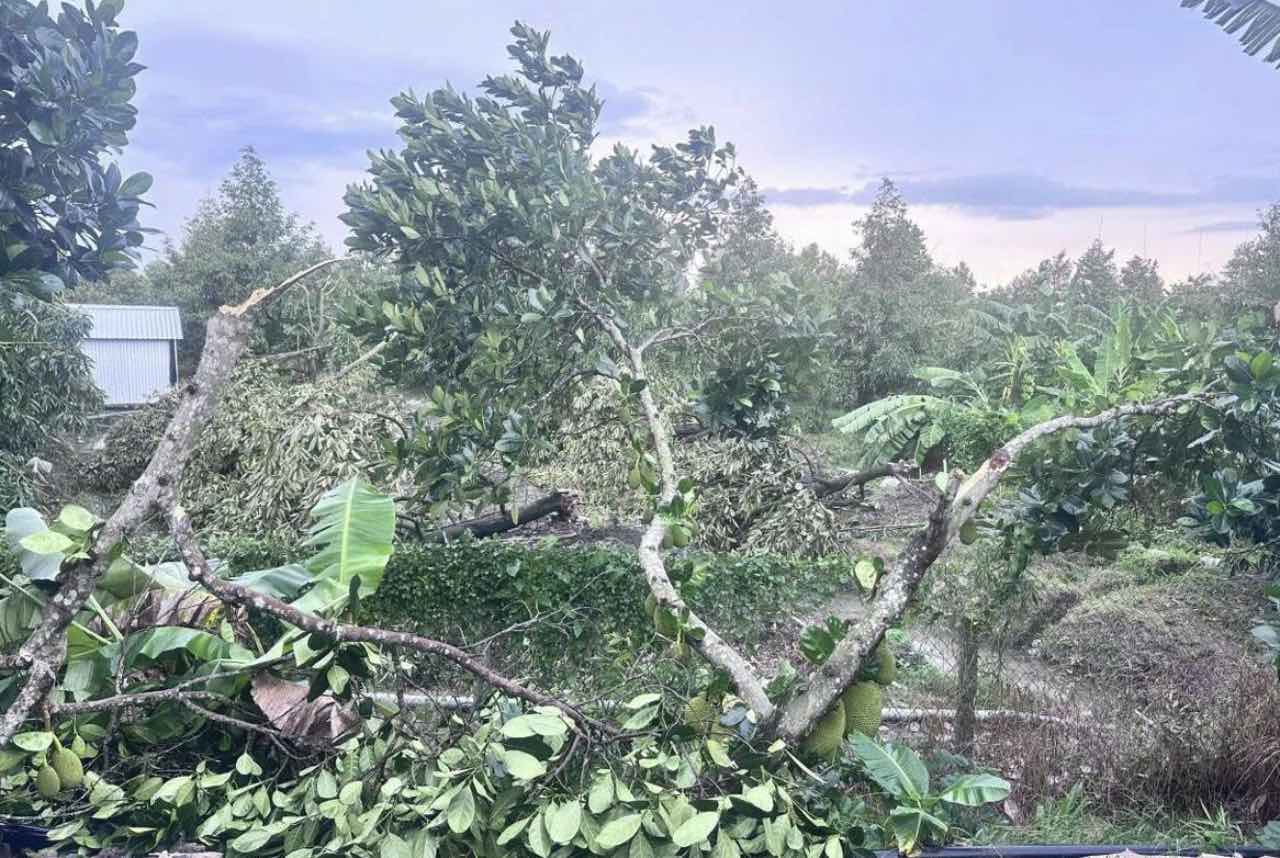 Thiên tai gây thiệt hại nhiều diện tích cây ăn trái ở Đồng Tháp. Ảnh: Quyên Phạm.