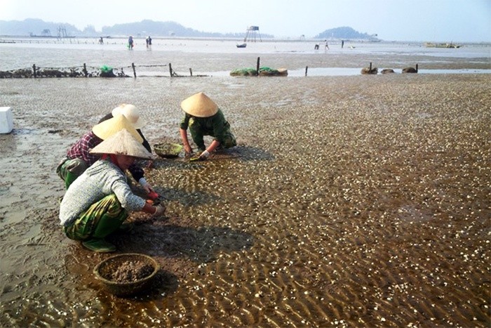 Thanh Hóa triển khai kế hoạch quan trắc môi trường thủy sản để bảo vệ vùng nuôi bền vững