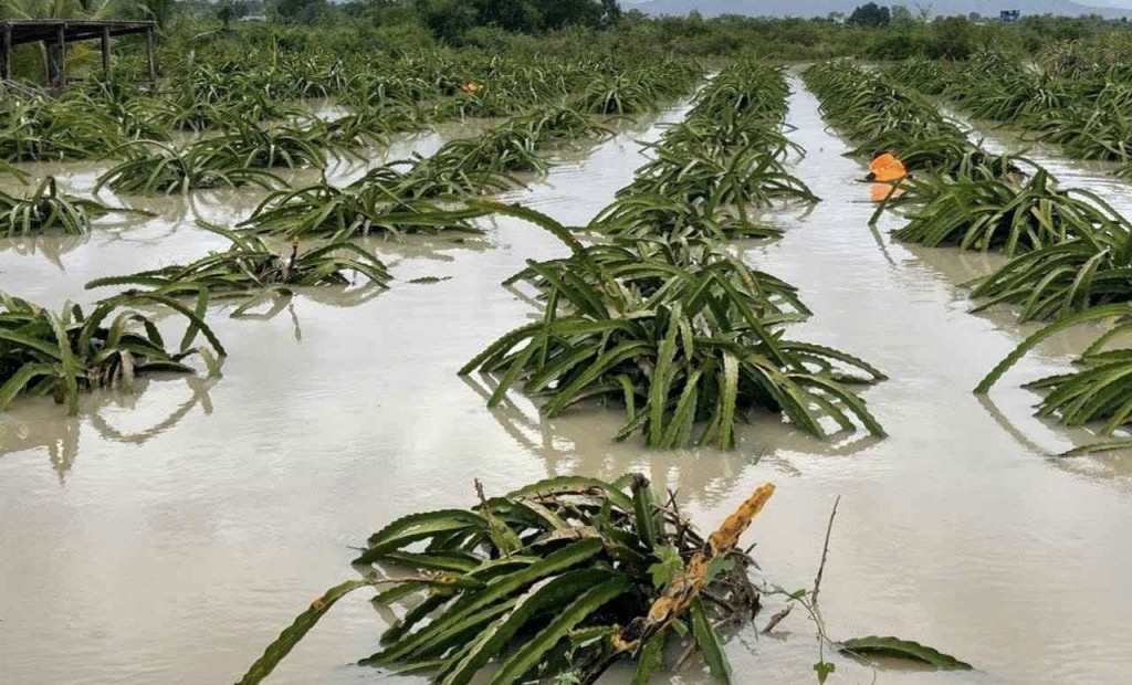 Lâm Đồng: Kịp thời cấp vốn ưu đãi đến người dân bị thiệt hại do lũ lụt